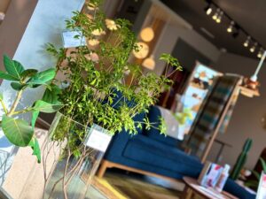 お部屋に『観葉植物』はいかがですか？